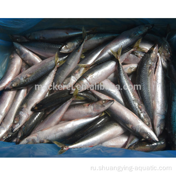 Frozen Pacific Mackerel WR 300-500G Scomber Japonicus